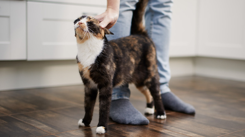 Torbie cat rubbing up against a pair of legs while being pet