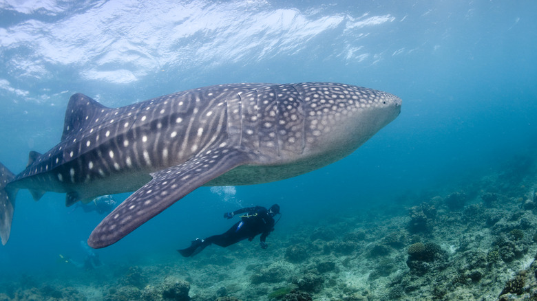 Man in scuba gear swimming under whale shark