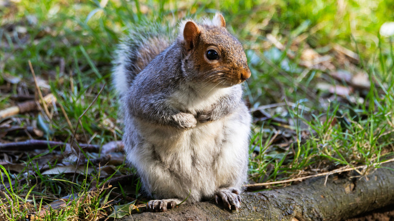 Gray squirrel sitting outside