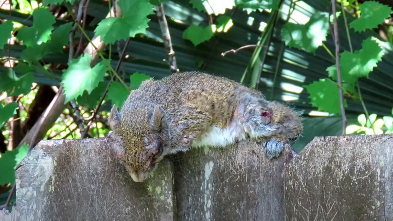 Squirrel with small pox sitting on fence