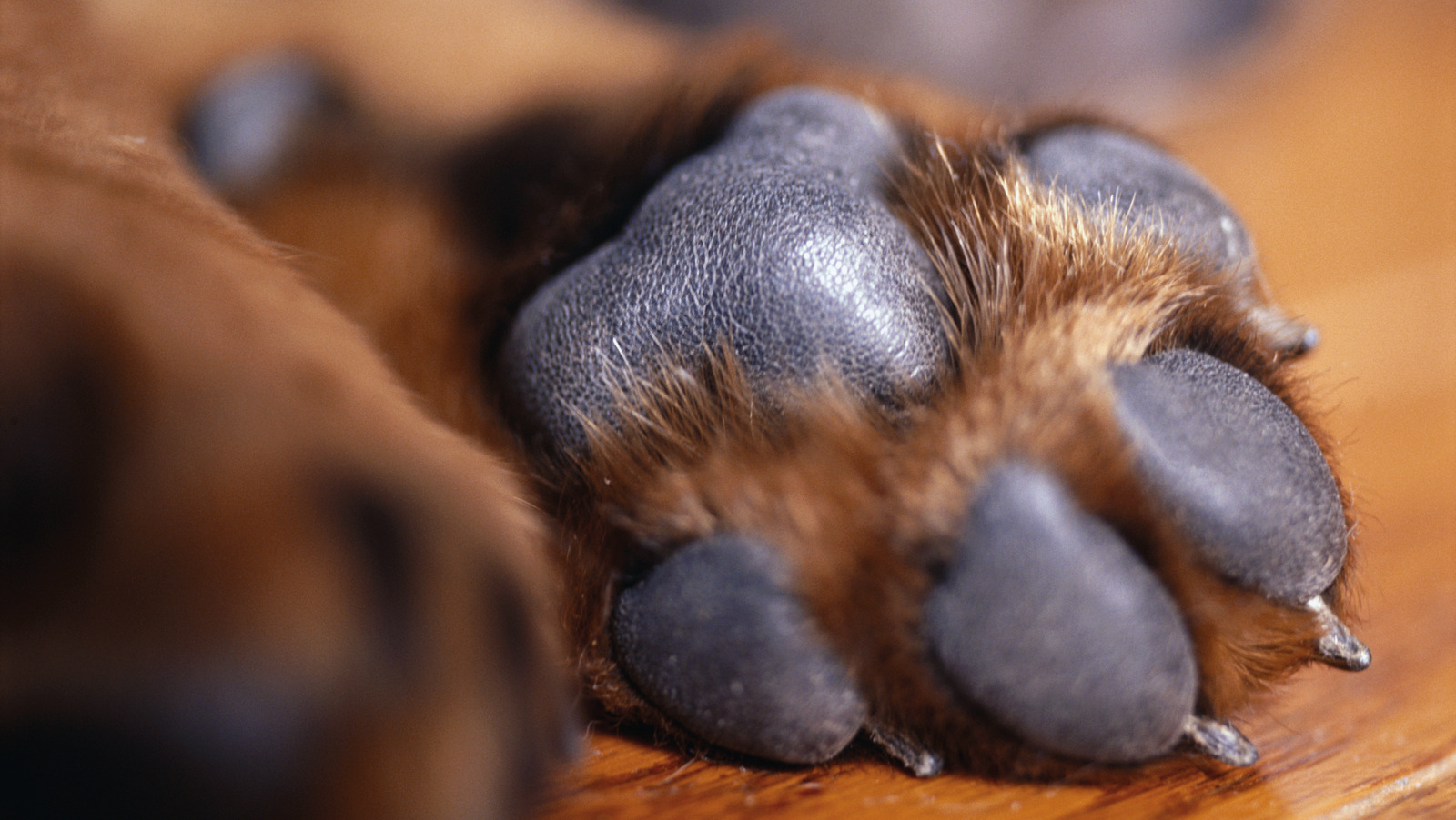 What Does It Mean When Dogs' Feet Smell Like Corn Chips? Here's When To