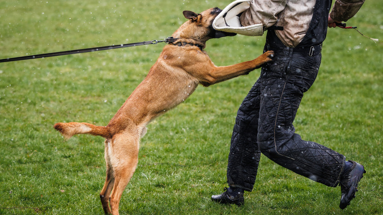 Belgian Malinois dog biting a man with arm shield during training