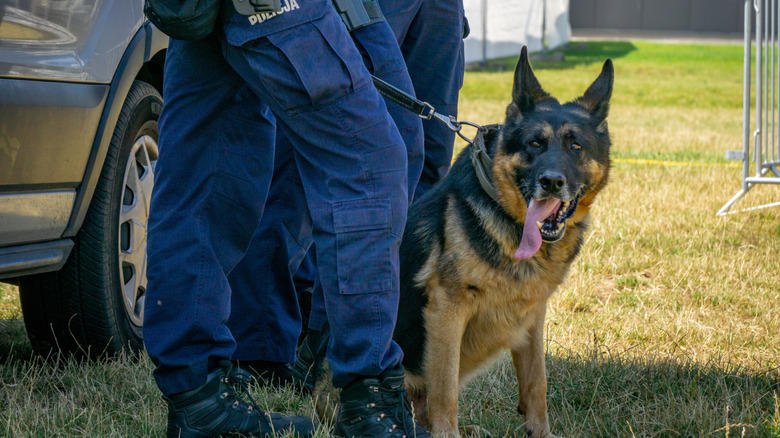 A police dog with their handlers in Poland