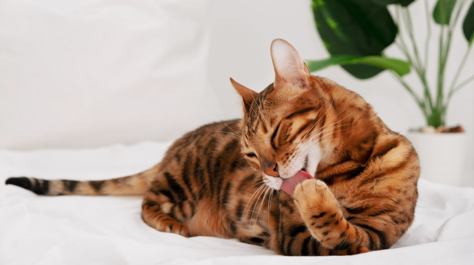 What It Means When A Cat Licks Its Paws After Eating