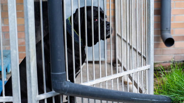 A sad, big black dog awaiting adoption at a shelter