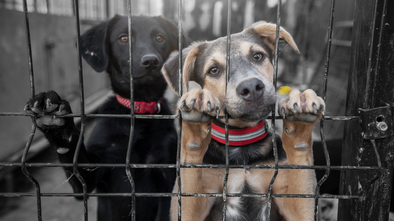 Two dogs standing up against a cage in an animal shelter