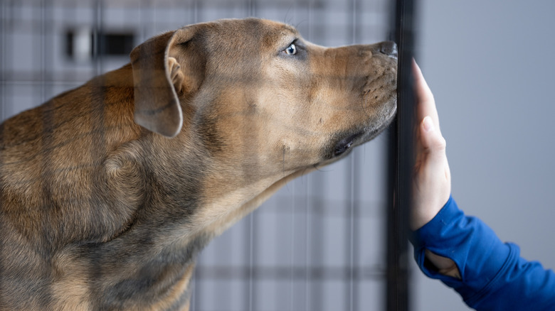 A large, mixed-breed dog sniffing the hand of a child through a cage at the shelter