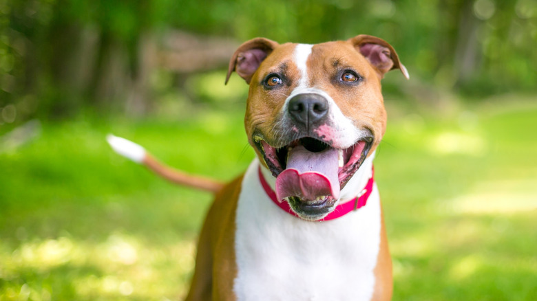 Happy dog outside with tongue hanging out