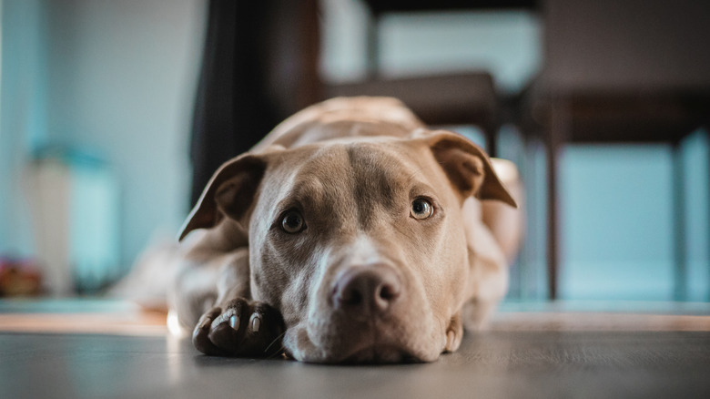 Somber-looking dog with chin on the floor