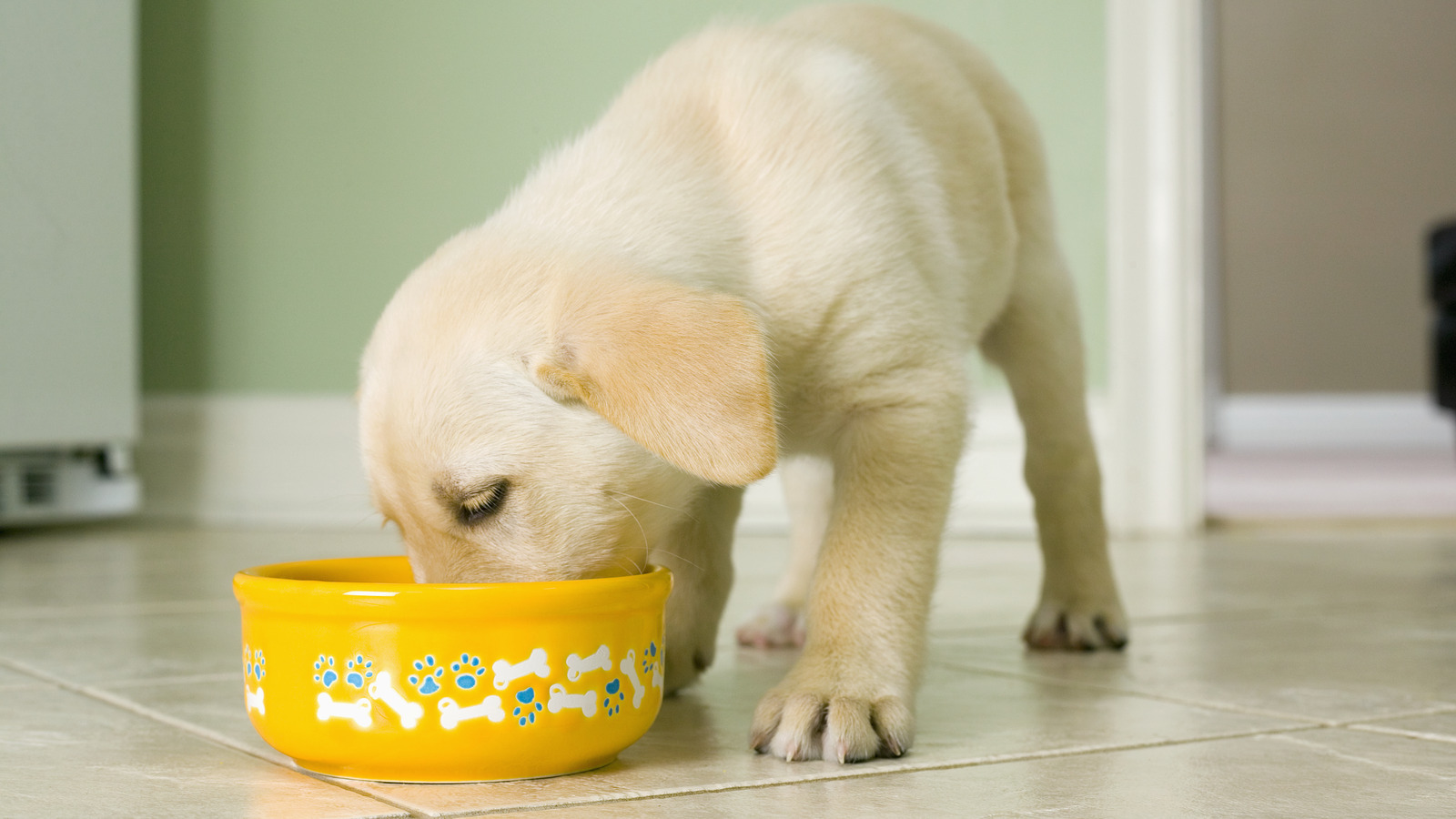 What's The Difference In Nutritional Value Between Dog Food And Puppy Food?