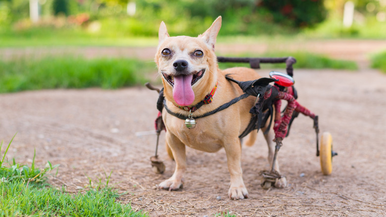 Happy dog using a wheelchair to walk.