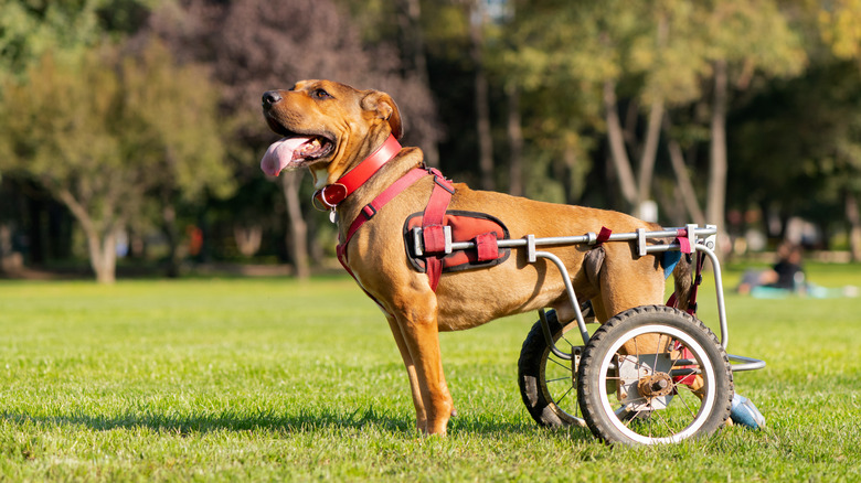 A dog taking a stroll in its wheelchair in a park.