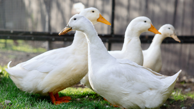 Several ducks gathered in a grassy yard.
