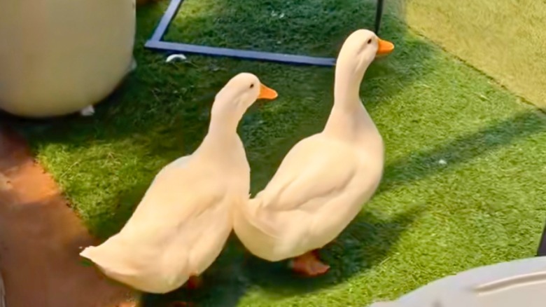 Two ducks walking on grass.