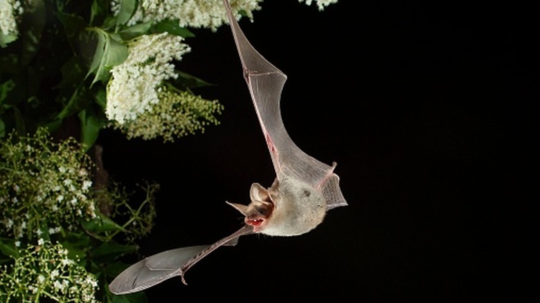 A bat flying through the night sky