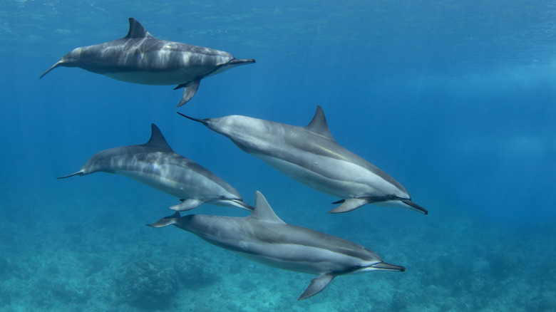 A pod of dolphins swimming in blue water