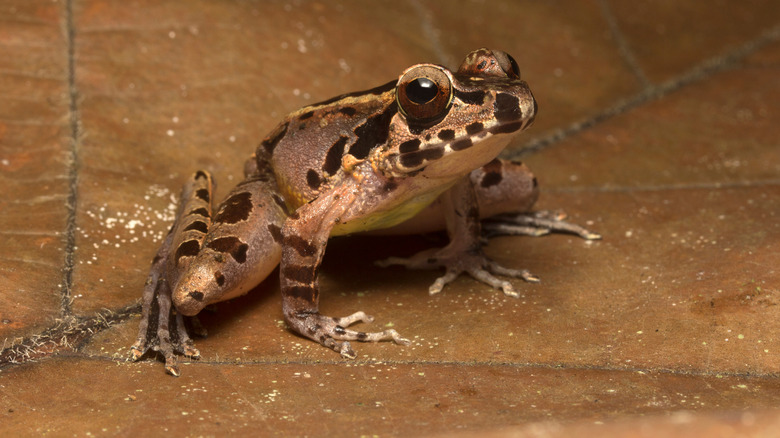 A brown, spotted Huia cavitympanum frog resting on a brown leaf