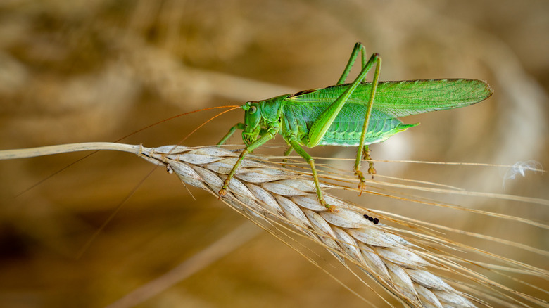 A grasshopper resting on wheat