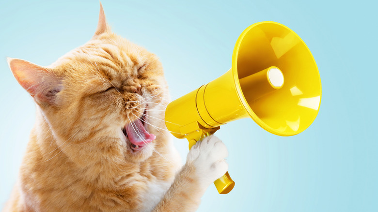 Orange cat yelling into a yellow megaphone