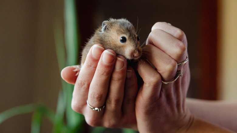 Someone holding a light brown pet mouse in their hands