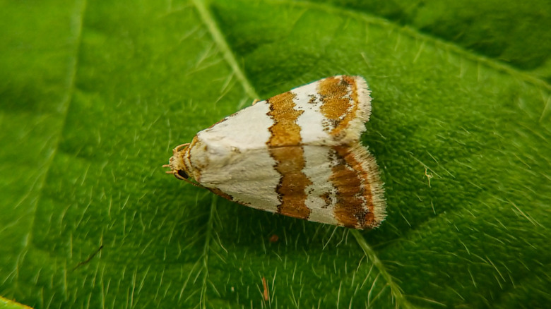 Maliattha ritsemae, a brown, striped moth from the Noctuidae family, resting on a leaf