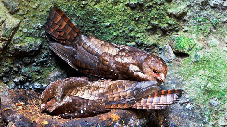 Two oilbirds on a rock formation