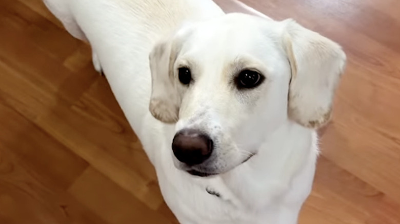 Elle the mixed-breed bassador on Instagram who has a unique look.