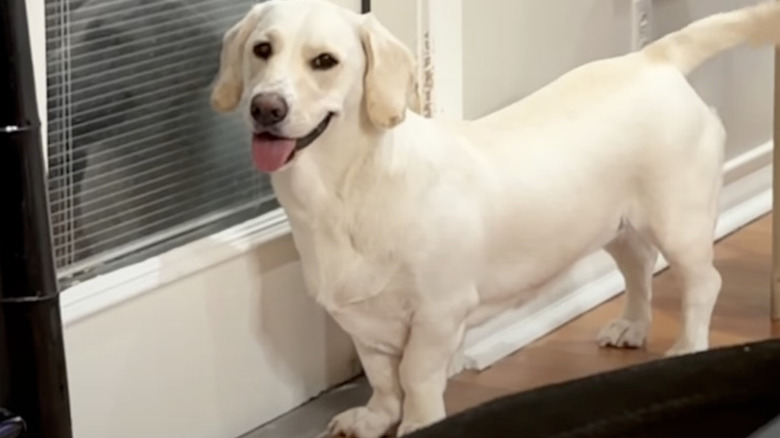 Elle the mixed-breed bassador on Instagram shows off her unique look.