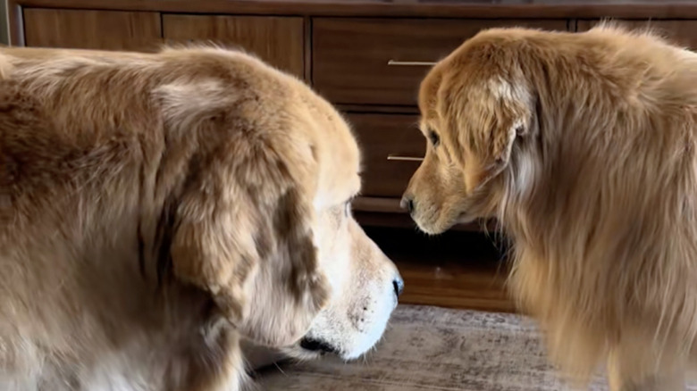 Two golden retrievers from Instagram awkwardly interact.