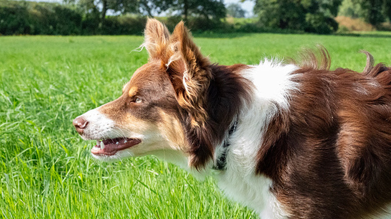 A border collie staring to the left