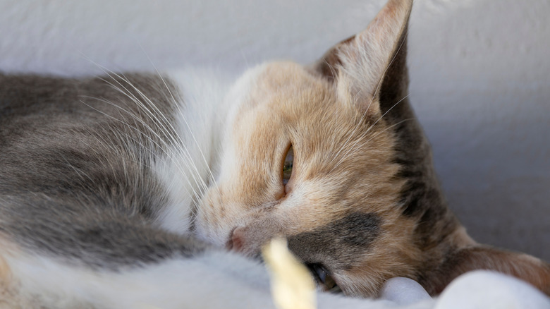 Cat sleeping with eyes half open