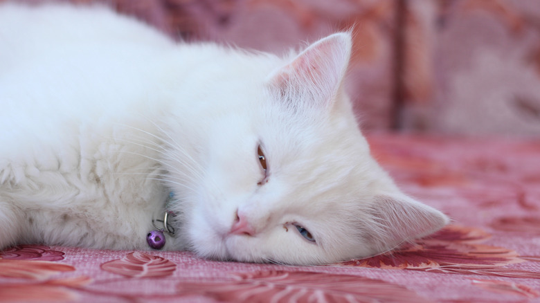 White cat sleeping with its eyes partially open