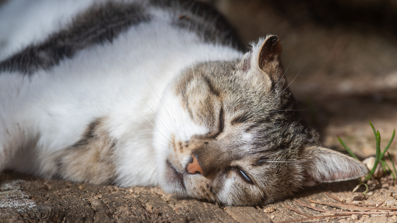 Cat sleeping on ground outside with eyes partially open, third eyelid visible