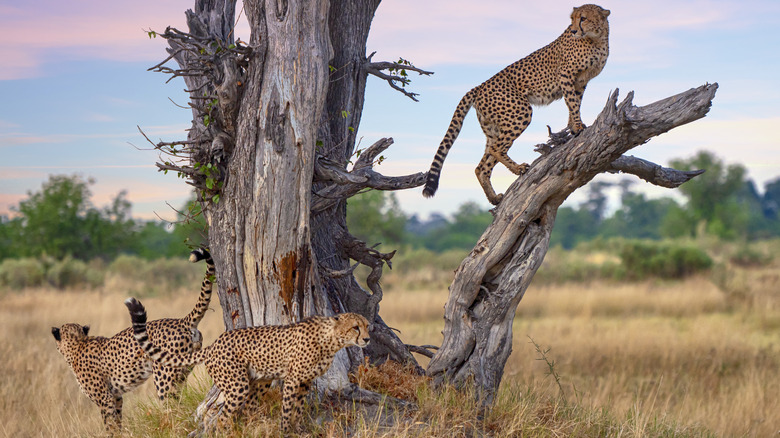 Three male cheetahs in the wild, one standing atop a branch
