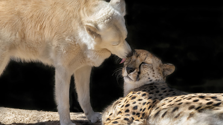 A cheetah receives head licks from a Golden Retriever