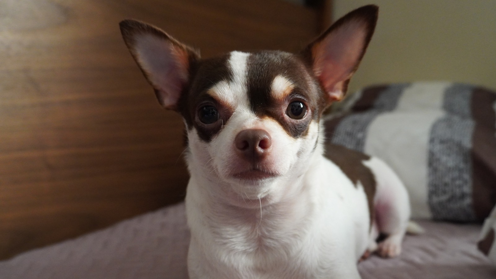Why Chihuahuas Might Not Be The Best Dog Breed To Have Around Kids