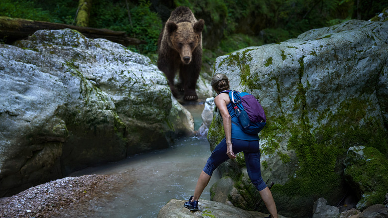 Grizzly bear encounters female hiker at a stream