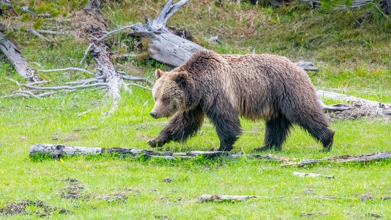 Grizzly bear walking around Yellowstone National Park