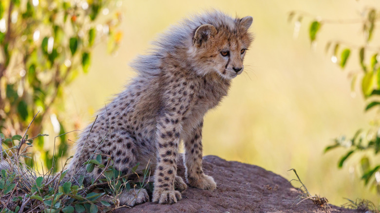 Cheetah cub with a silver mane sitting on a rock.
