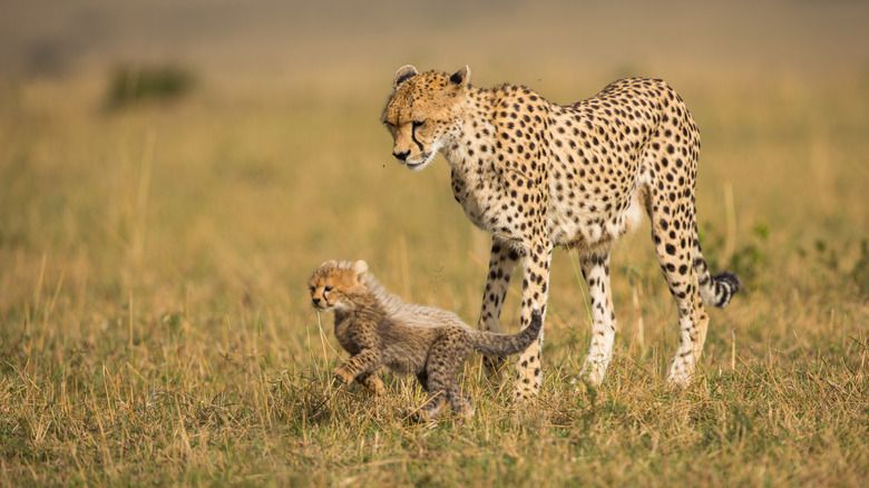 Cheetah cub walking beside its mother.