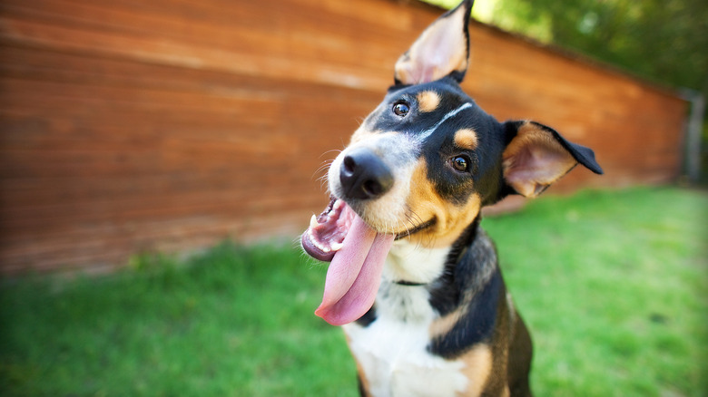 A tri-color dog tilting its head with its tongue sticking out