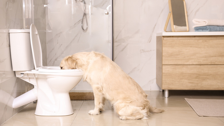 Golden retriever drinking from toilet