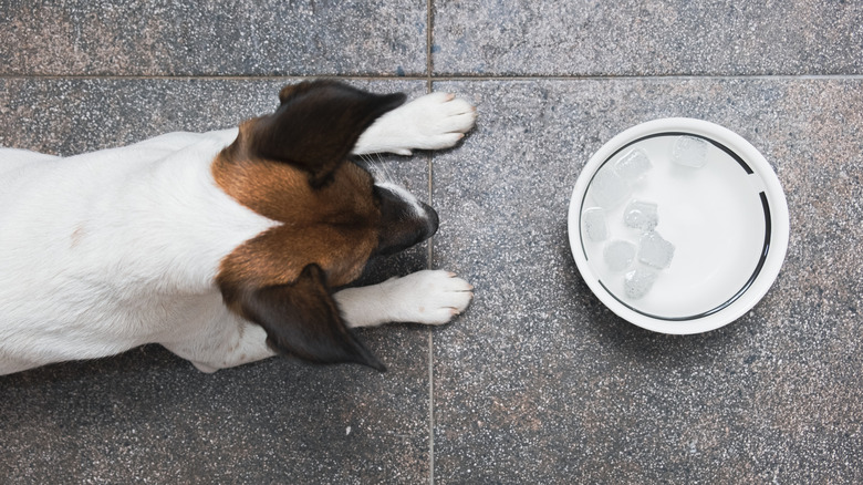 Aerial shot of dog lying down in front of bowl with ice and water in it
