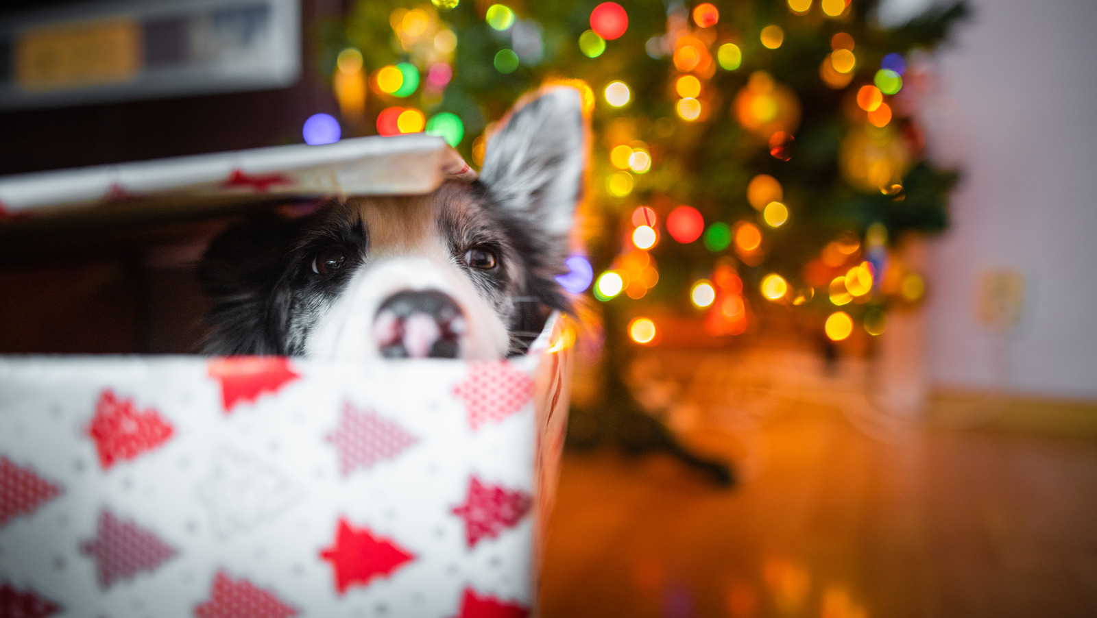 Gifting Someone A Pet? Here's Why It's A Terrible Idea