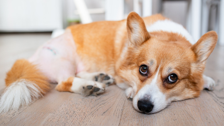 Corgi with sad eyes lying on floor after surgery, shaved area of body exposed