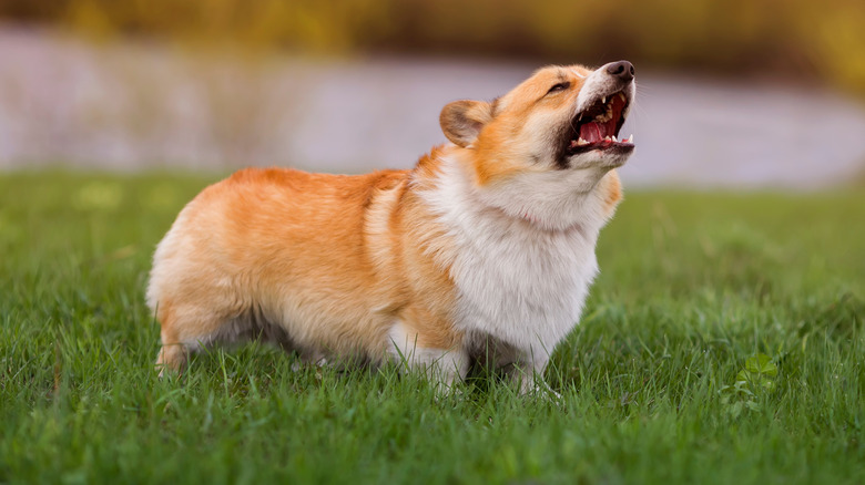 A corgi outside barking