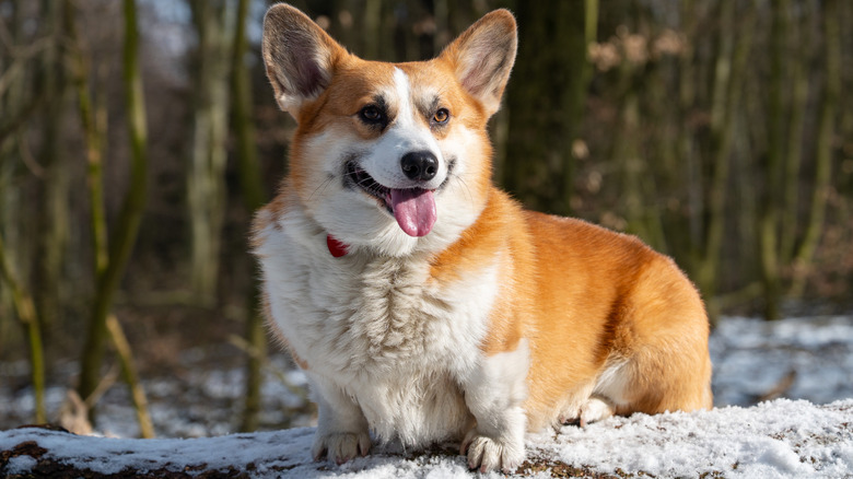 A corgi in the woods with snow on the ground