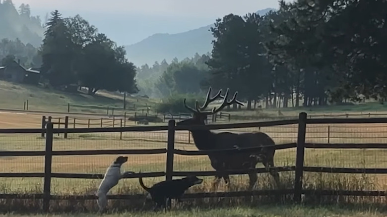 Two dogs racing with a large elk on the other side of the fence