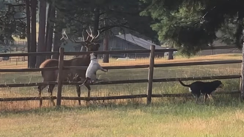 Two dogs running with a large elk on the other side of the fence