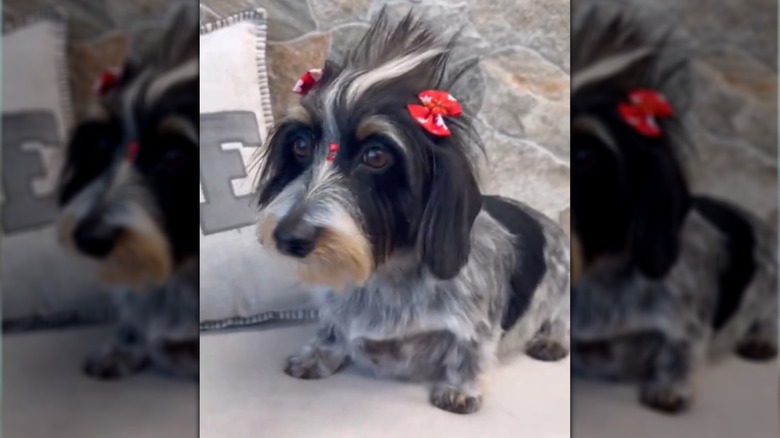 Einstine the wirehair dachshund all groomed